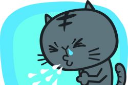 Аллергия у кошек: симптомы и лечение