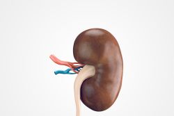 Признаки заболеваний почек у кошек