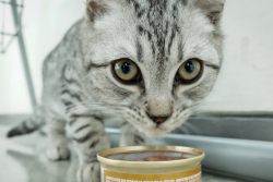 Обзор консервированного корма GO!