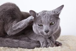 Атопический дерматит кошек