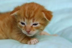 Когда у котят открываются глаза?