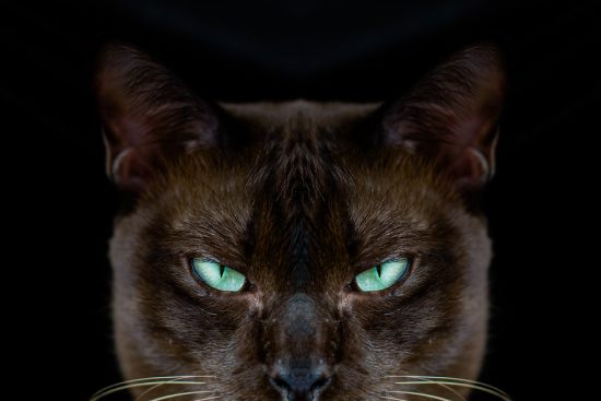 Ёшкин кот vs Йошкин кот