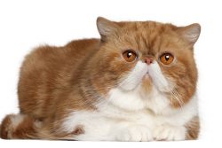 Порода кошек экзот