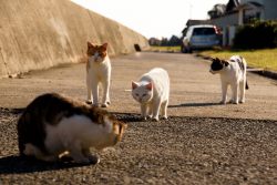 Кошачий остров в Японии