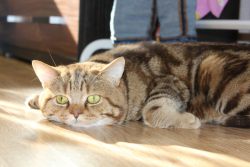 Бесплодие у кошек