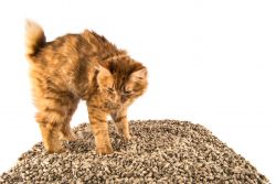 Как выбрать наполнитель для кошачьего туалета: советы и обзор средств