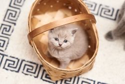 В каком возрасте брать котенка?