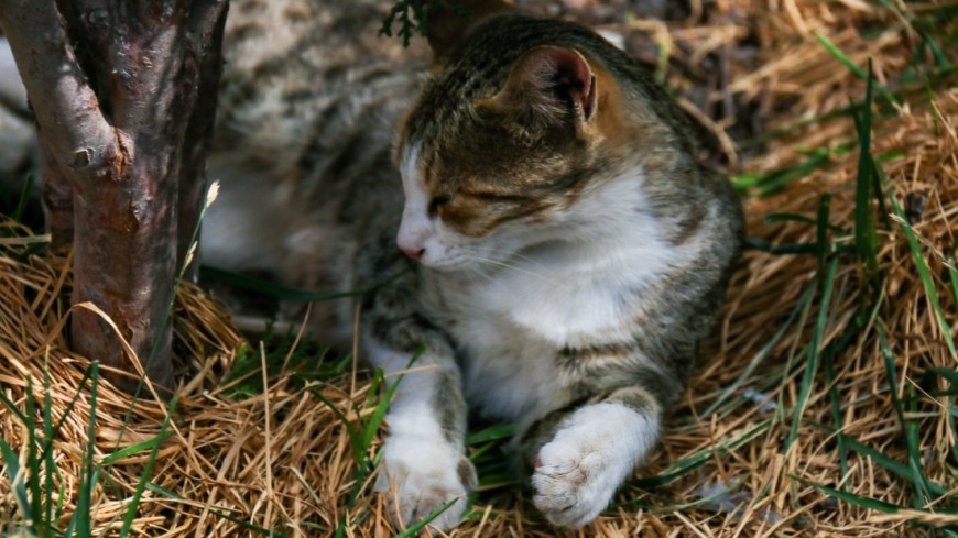 КотоДайджест на февраль - все самое интересное