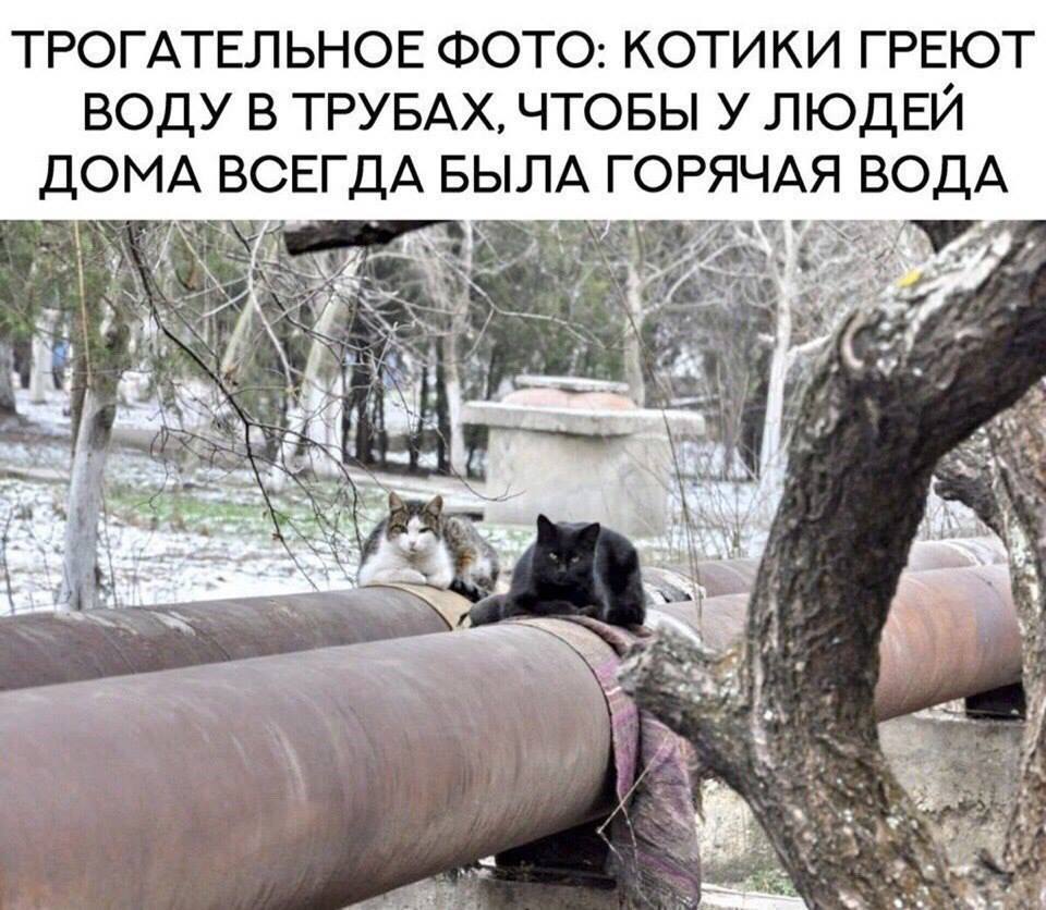 КотоДайджест на март - все самое интересное