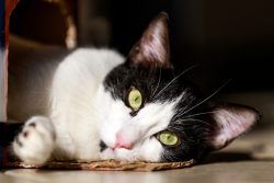 Аравийский мау