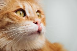 Эозинофильная гранулема у кошек: причины, лечение