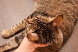 Дерматофития у кошек: признаки и лечение. Меры предосторожности