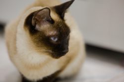 Скиф-той-бобы или той-бобы — игрушечные бобтейлы