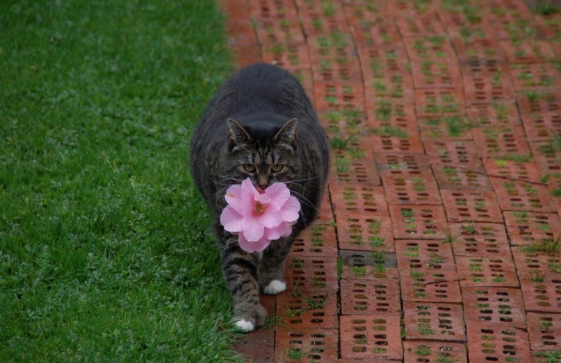 КотоДайджест на март - все самое интересное