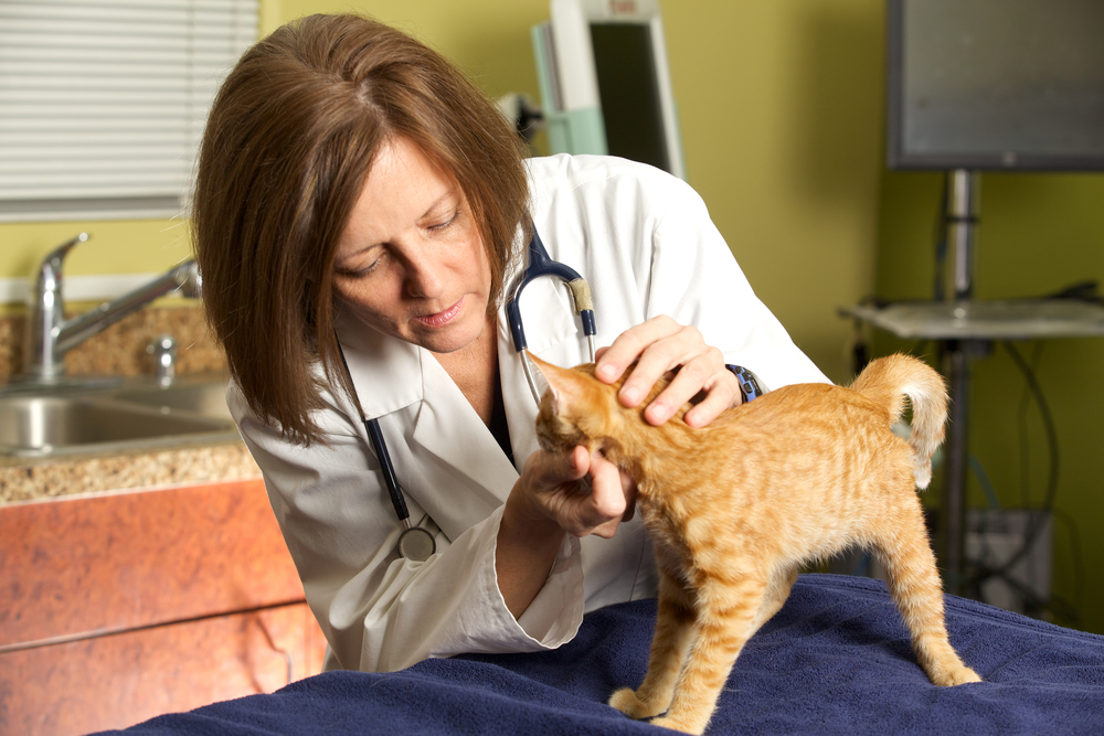 Пищевая аллергия у кошек: симптомы и лечение