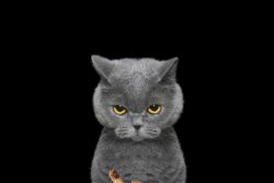 Пищевая аллергия у кошек: симптомы и лечение