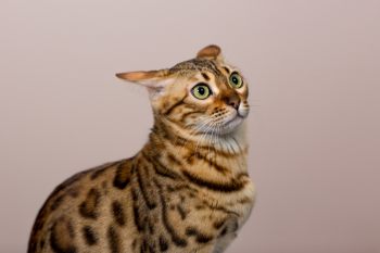 Обзор сухого корма Nero Gold