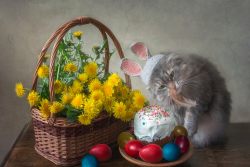 КотоДайджест запоздалый за апрель — все самое интересное