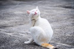 Милиарный дерматит у кошек