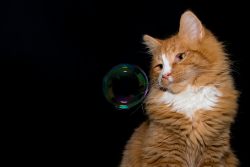 Пузырчатка кошек: диагностика, лечение, профилактика