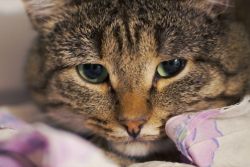 Волчанка у кошек: симптомы, диагностика, лечение