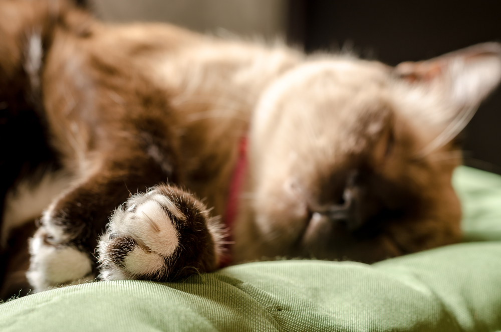 Гипертиреоз кошек: причины, симптомы, лечение