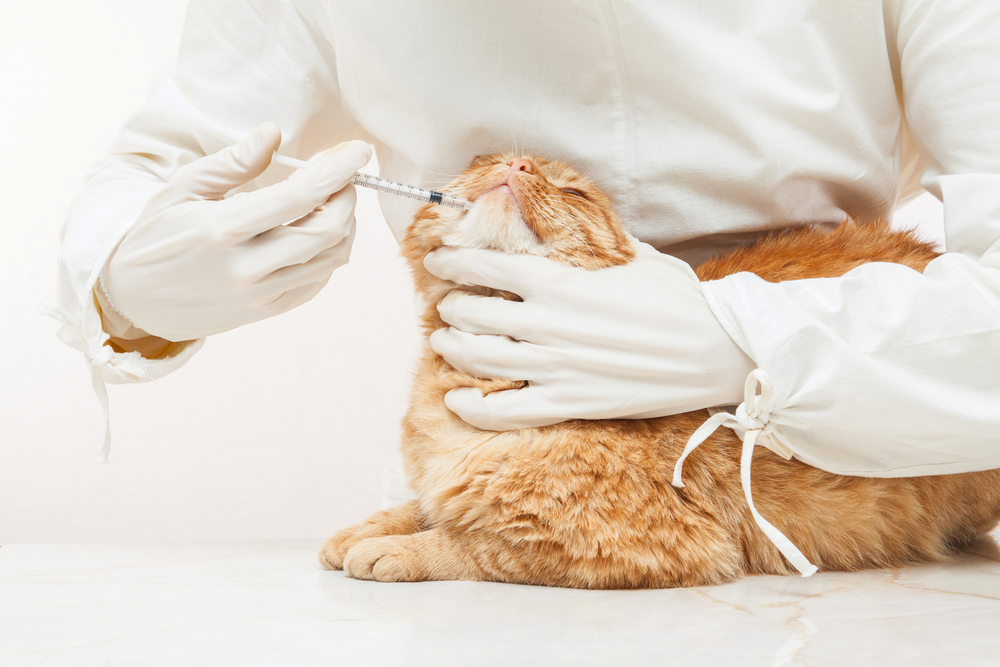 Пузырчатка кошек: диагностика, лечение, профилактика