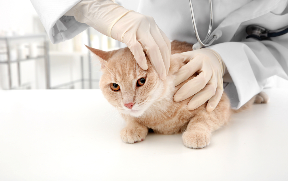 Милиарный дерматит у кошек