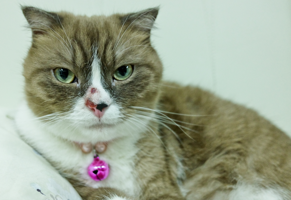 Пузырчатка кошек: диагностика, лечение, профилактика