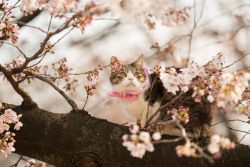 КотоДайджест за май — все самое интересное