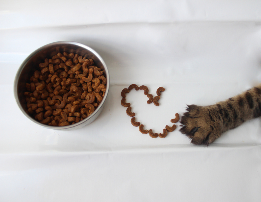 Чем кормить кошку — плюсы и минусы разных типов кормления. Сухой корм, натуральное питание, влажный корм