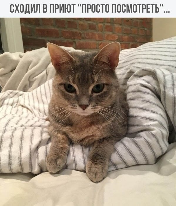 КотоДайджест на июль - все самое интересное