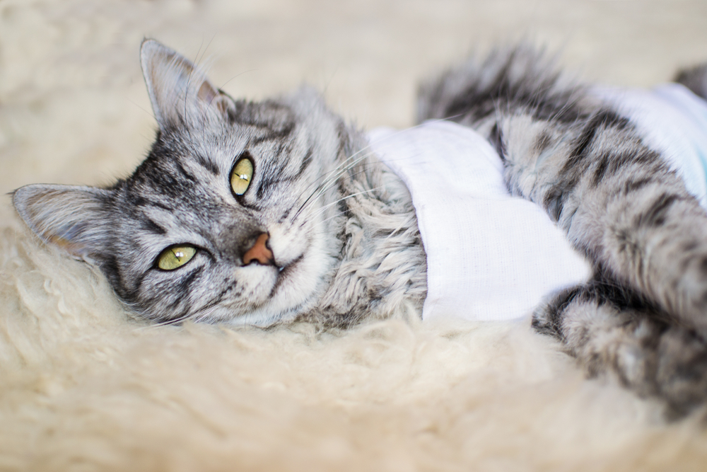 В каком возрасте стерилизуют кошек