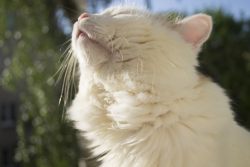 Астма у кошек: причины, диагностика, лечение