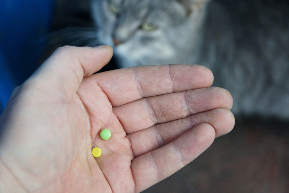 Капли для кошек от гуляния: обзор средств и стоит ли их использовать