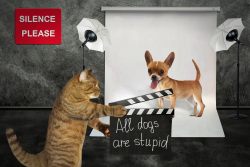 Известные коты из фильмов — фото и видео котов-актеров