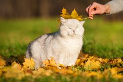 КотоДайджест на август — все самое интересное