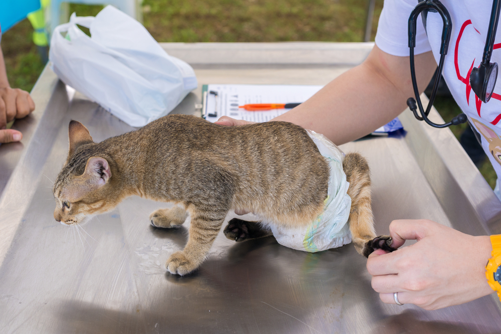 Кошка-спинальник: как ухаживать за частично парализованным животным