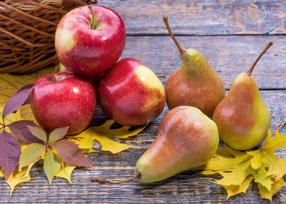 Обзор сухого корма для кошек Acana — новая формула