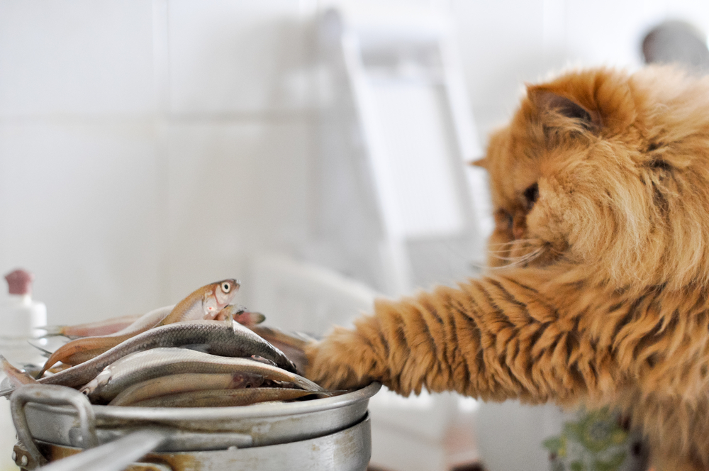 Обзор сухого корма для кошек Orijen — новые формулы