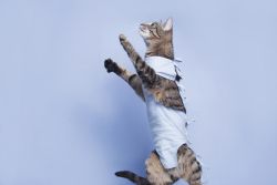 Стерилизация кошек: плюсы и минусы