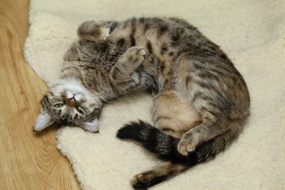 Капли для кошек от гуляния: обзор средств и стоит ли их использовать