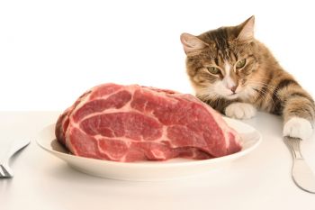 Обзор сухого корма для кошек Orijen — новые формулы