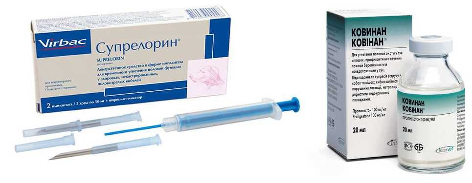 Химическая кастрация кошек: механизм процедуры, плюсы и минусы