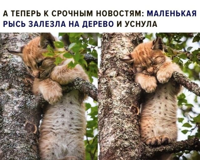 КотоДайджест на сентябрь - все самое интересное