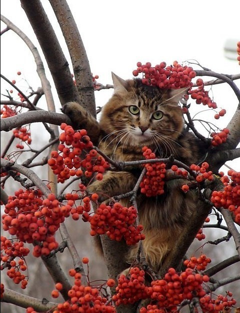 КотоДайджест на октябрь - все самое интересное