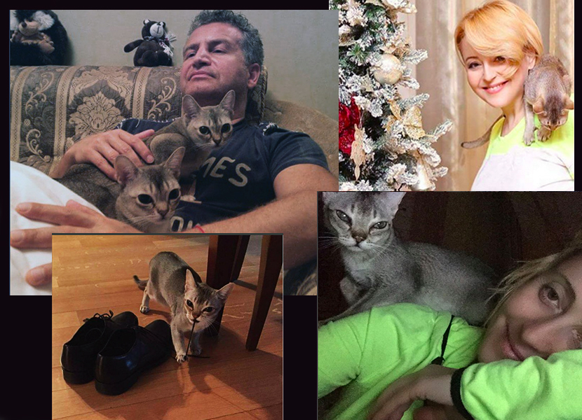 Кошки знаменитостей — известные музыканты и их кошки