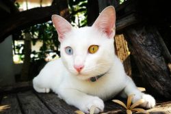 Порода кошек као-мани – бриллиант Таиланда