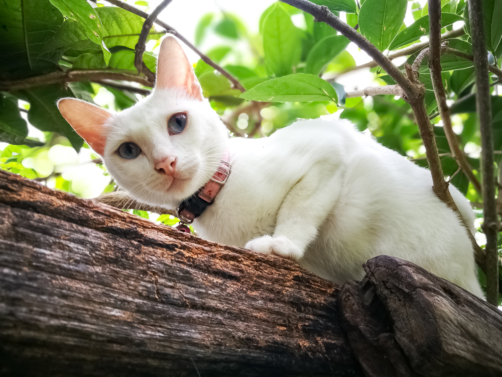 Порода кошек као-мани — бриллиант Таиланда