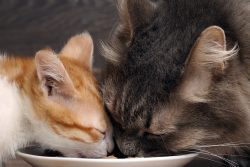 Обзор консервированного корма Petreet